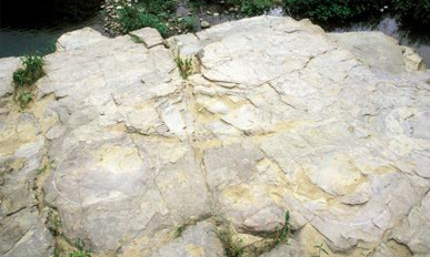 대곡리 공룡발자국 화석