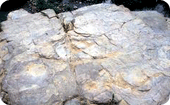 대곡리 공룡발자국 화석